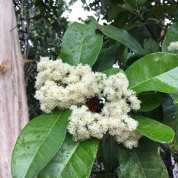 Photo of Allspice by Christian Blue