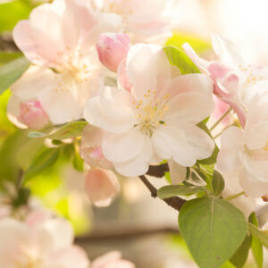 Apple Blossom