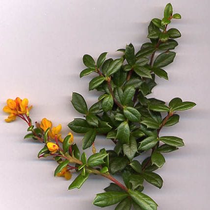 Photo of Barberry by Lin linao