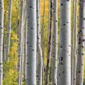 Birch