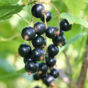 Blackcurrant