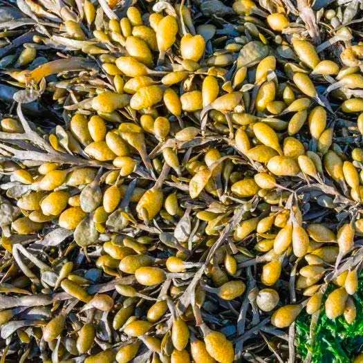 Fucus vesiculosus, known by the common names bladderwrack, black tang, rockweed, sea grapes, bladder fucus, sea oak, cut weed, dyers fucus, red fucus and rock wrack, is a seaweed found on the coasts of the North Sea, the western Baltic Sea and the Atlantic and Pacific Oceans.