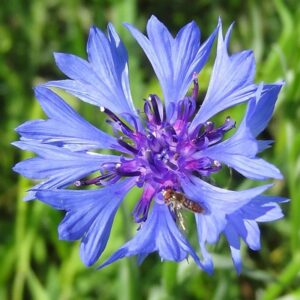 Blue cornflower