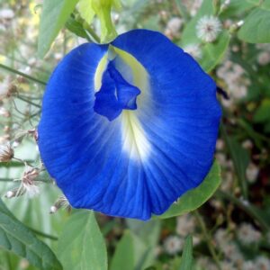 Butterfly pea flowers