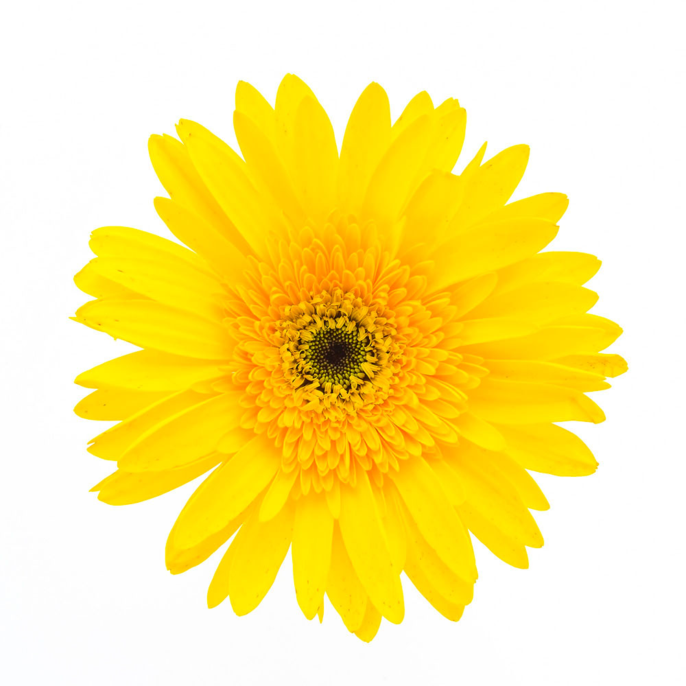Calendula - a botanical used in the making of gin