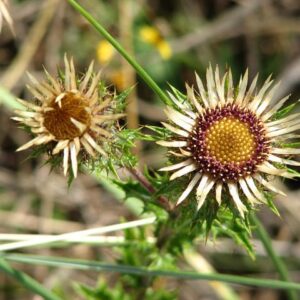 Carline Thistle