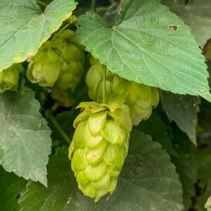 Cascade Hops