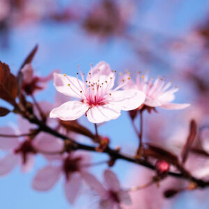 Sakura Flower