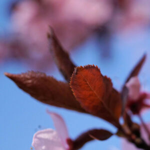 Sakura Leaves
