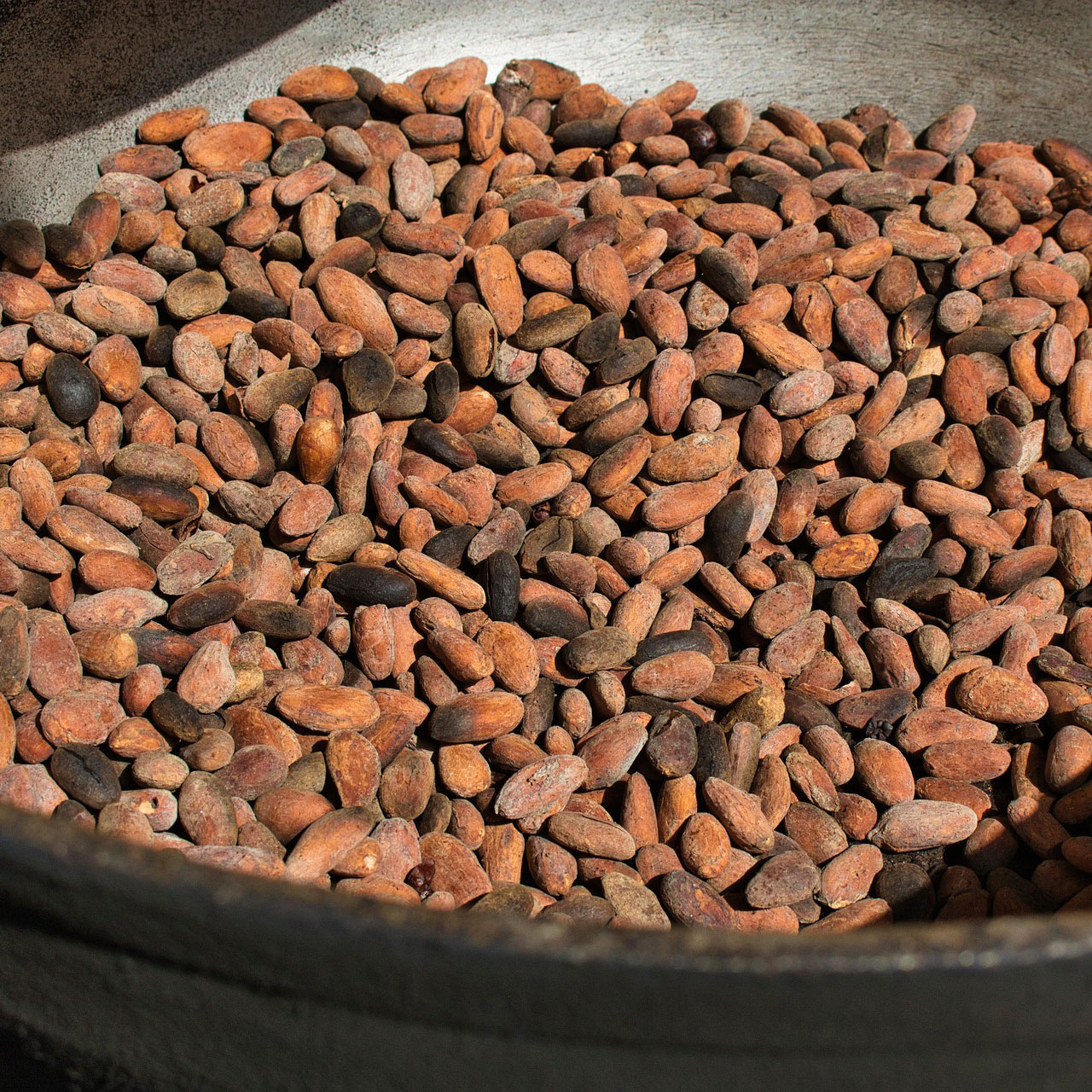 Roasted Cocoa beans
