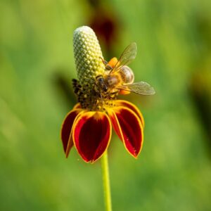 Cornish Wildflower Honey