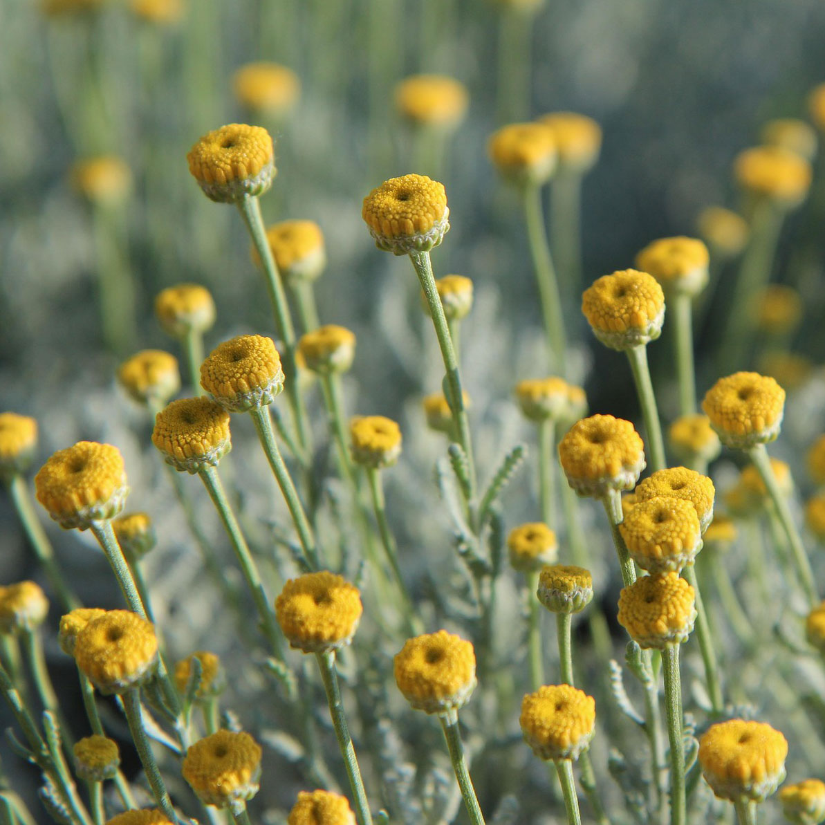 Cotton Lavender (Santolina)