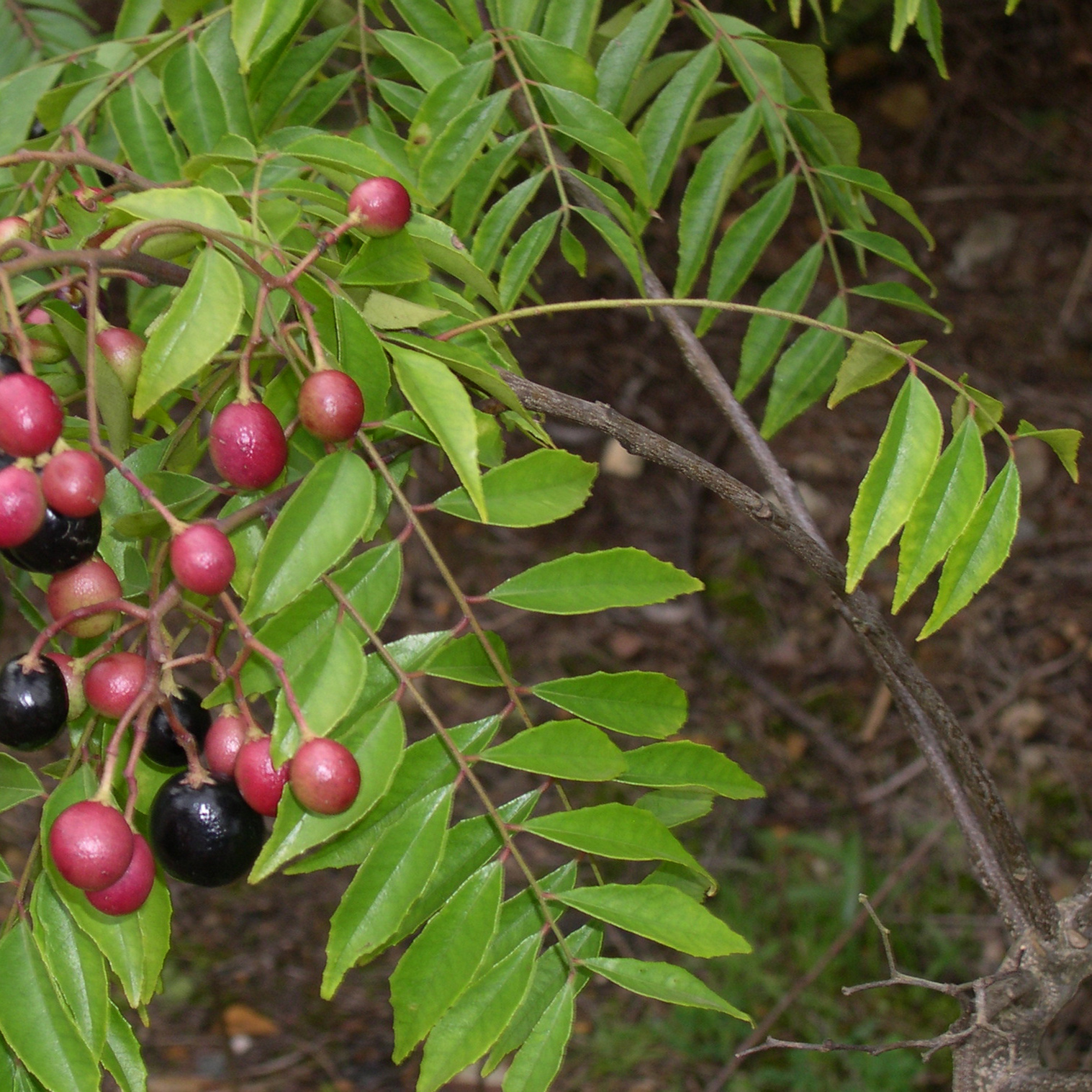 Curry Leaf - a rare botanical in Gin production