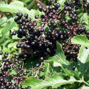 Elderberries