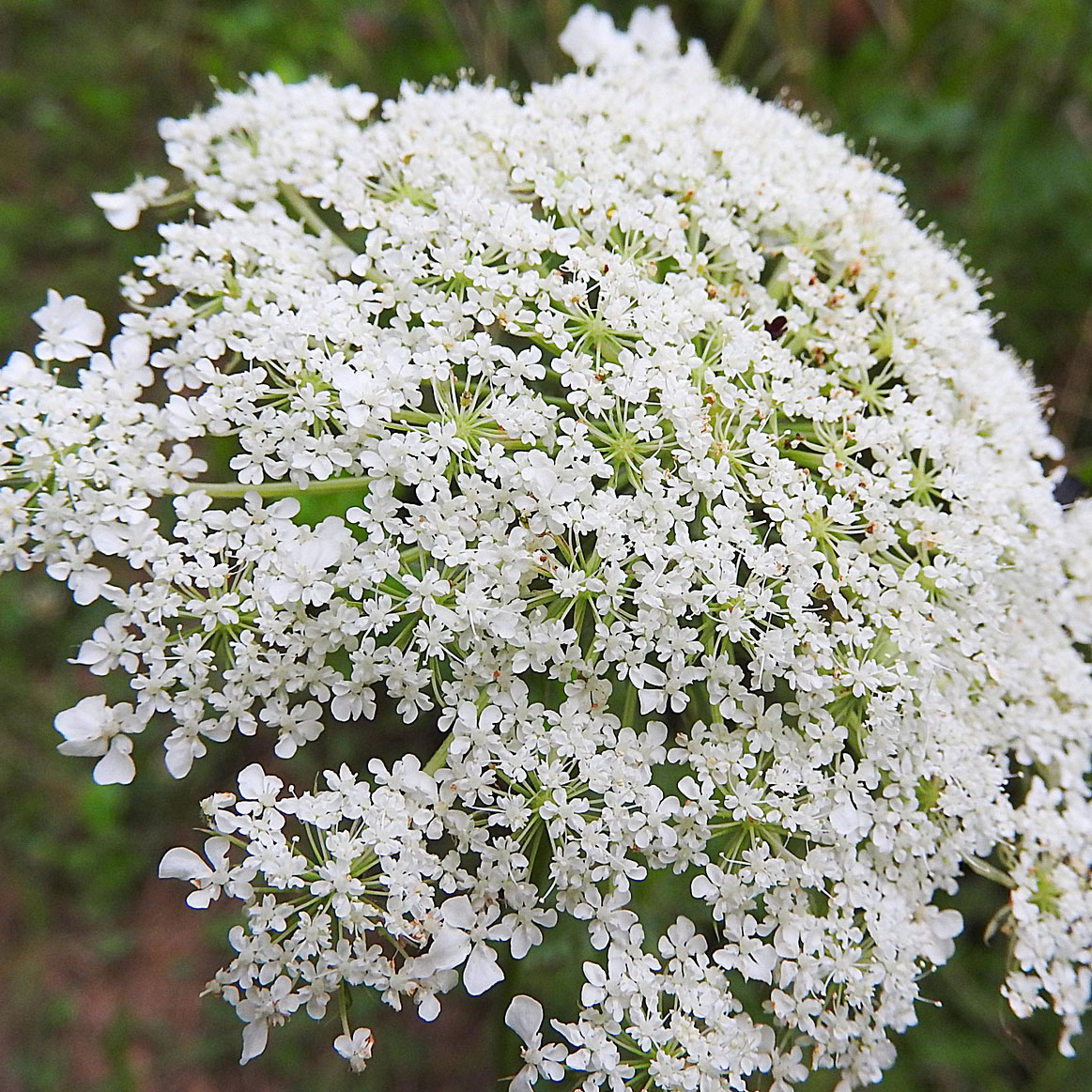 Elderflower -a common gin botanical
