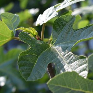 Fig Leaf