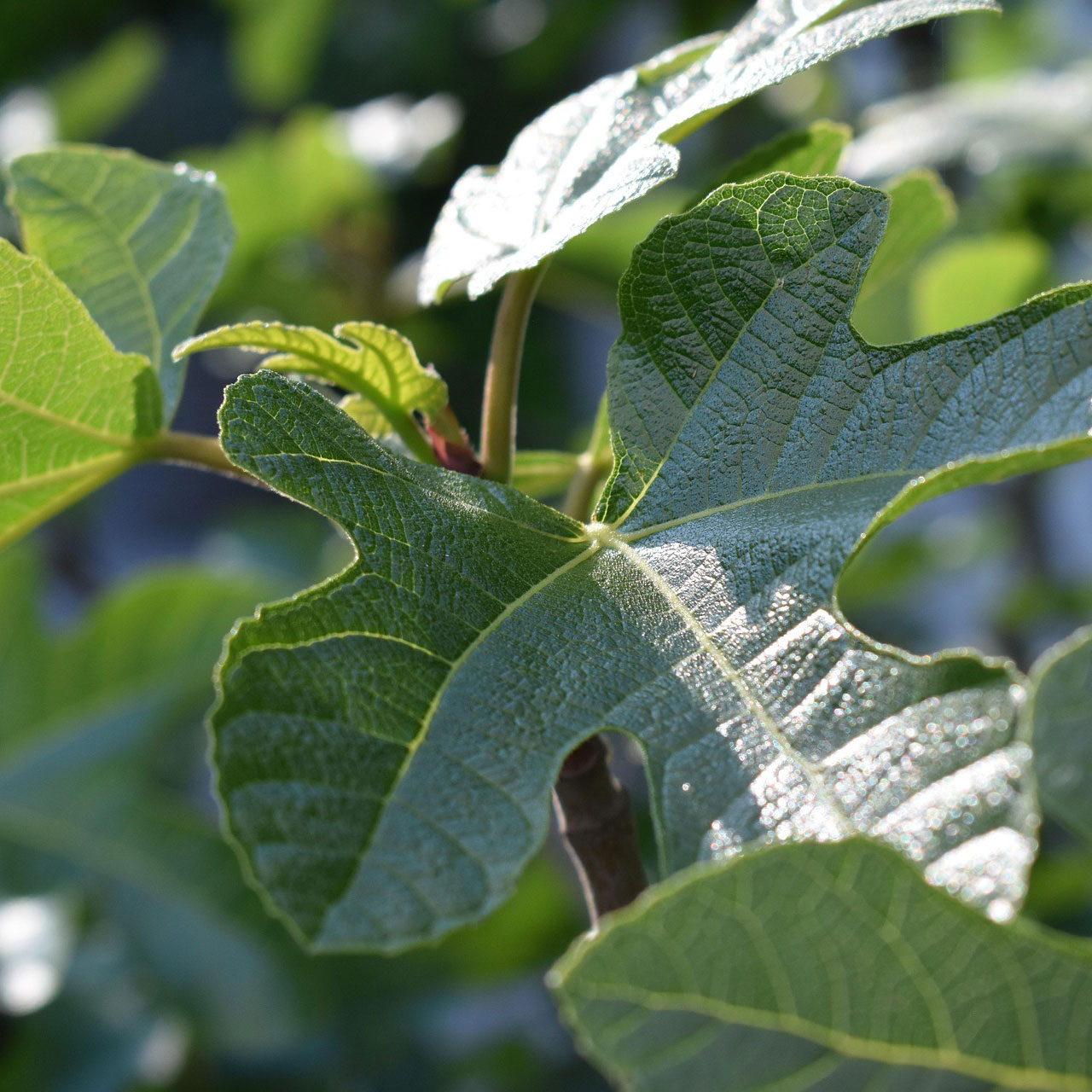 Coastal Fig Leaf