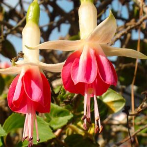 Fuschia flowers