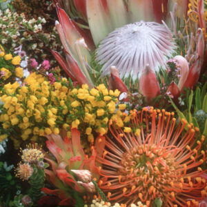Fynbos