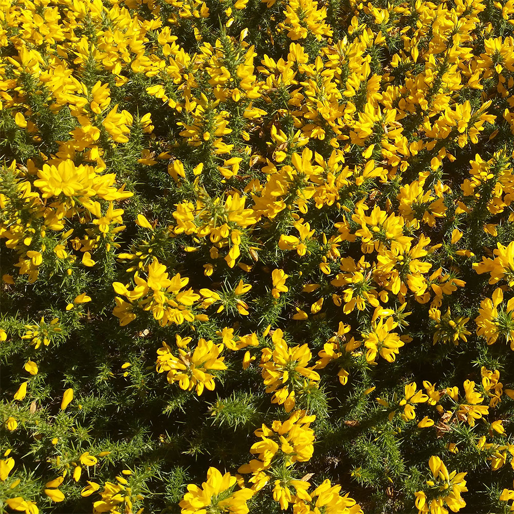 Flowering gorse near Bellever Tor on Dartmoor in Devon, England.Photo credit: https://commons.wikimedia.org/wiki/User:Partonez