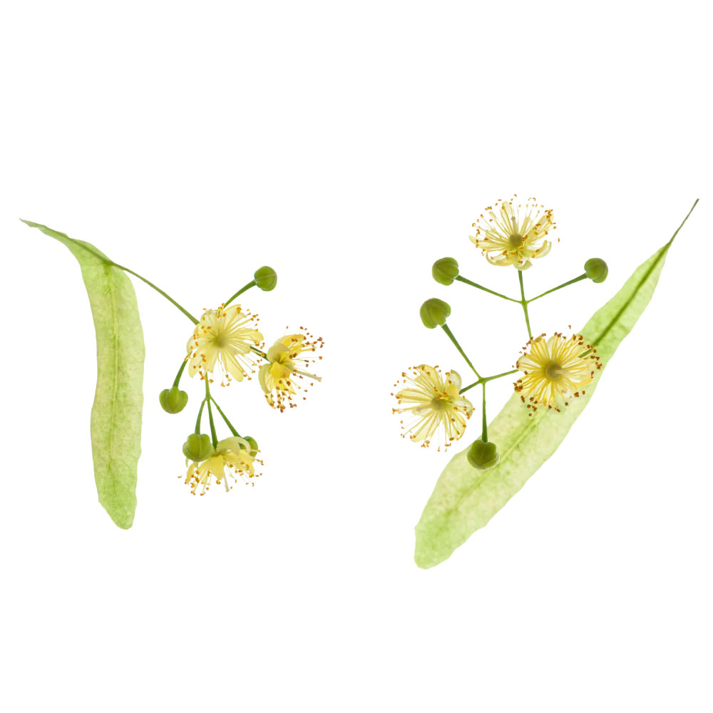 Linden Flower - image courtesy of Renais Spirits