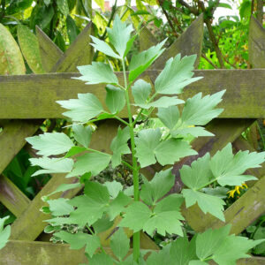 Lovage