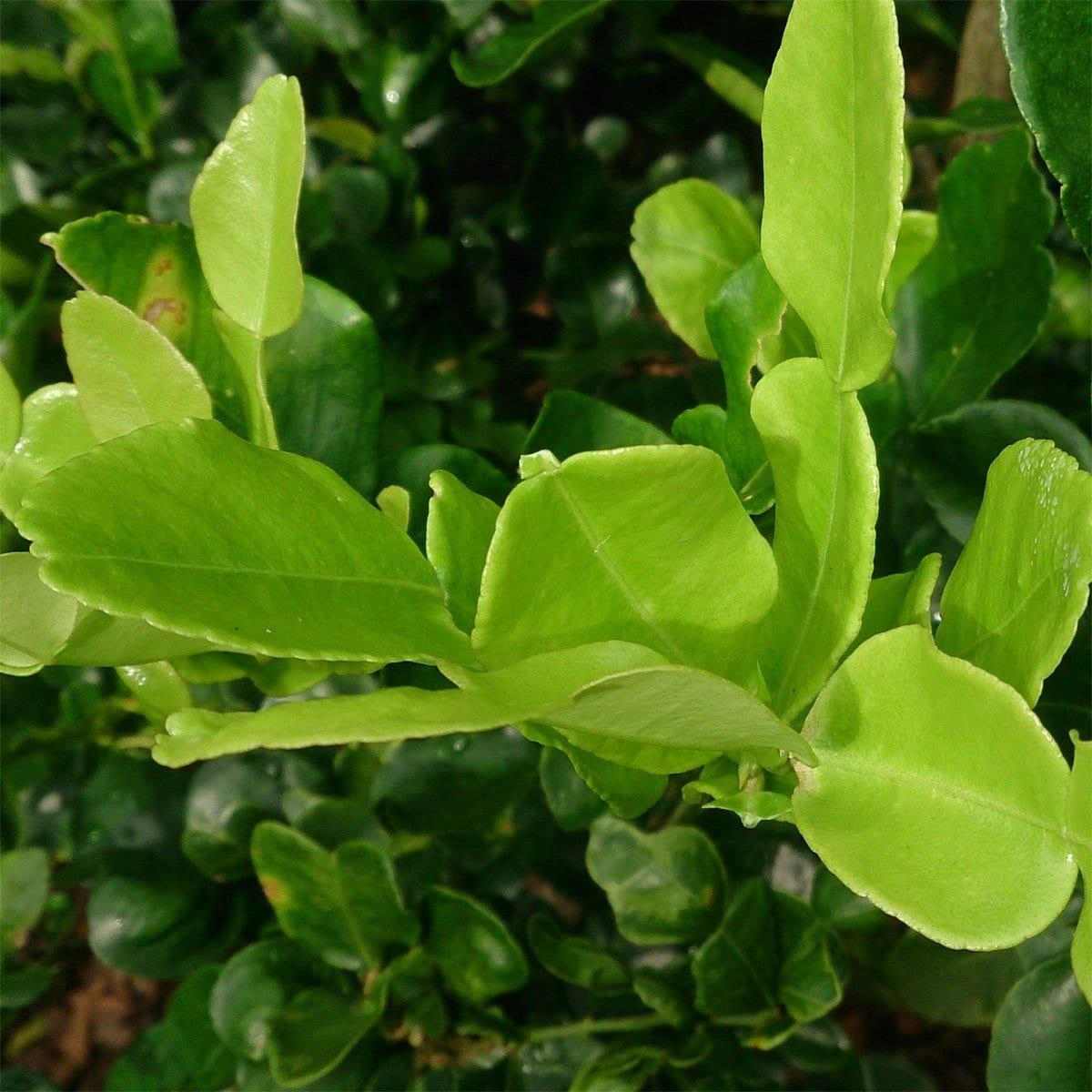 Makrut Lime Leaf also known as Thai Lime Leaf