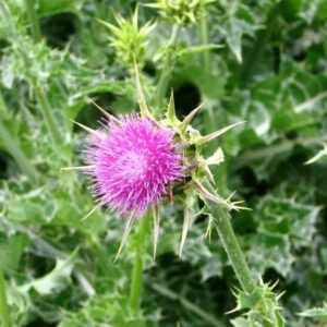 Milkthistle