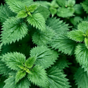 Nettle