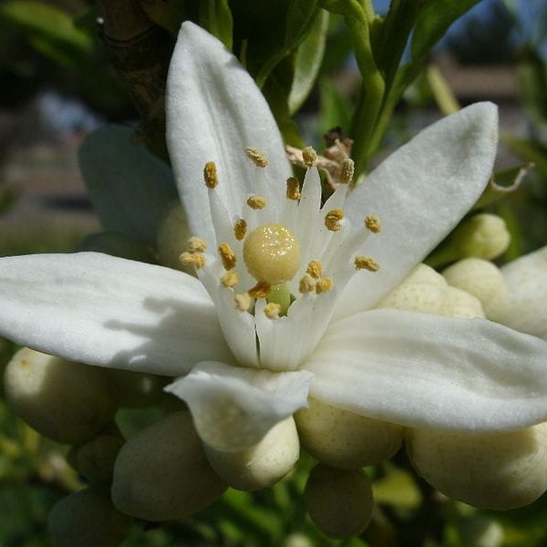 Orange Blossom Photo by Alexander Hardin