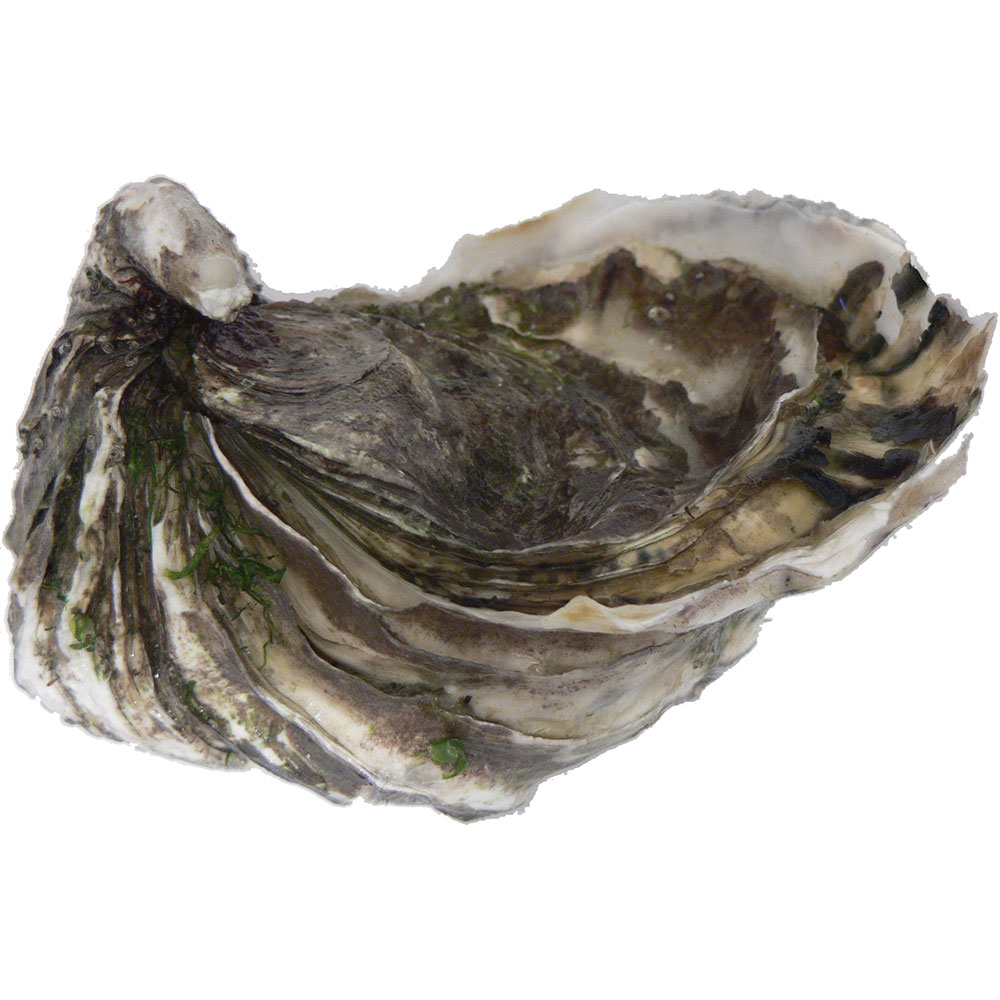 Oyster Shells from the Pacific By David.Monniaux, CC BY-SA 3.0, https://commons.wikimedia.org/w/index.php?curid=6532908