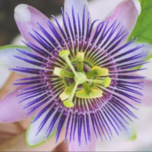 Passion Flower