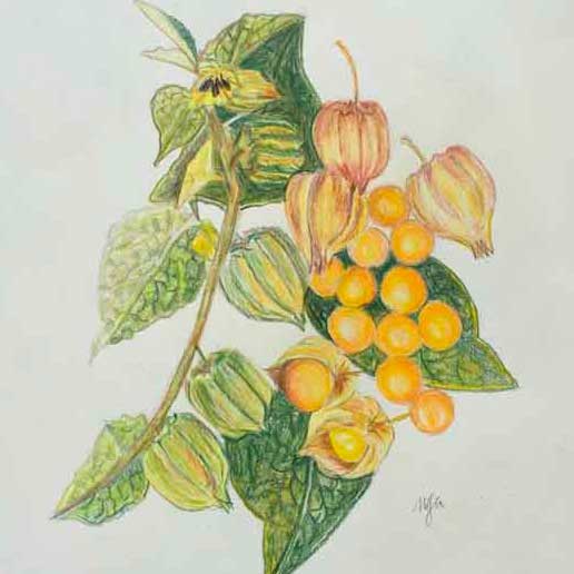 Peruvian Groundcherry as drawn by Karena James from London to Lima Gin