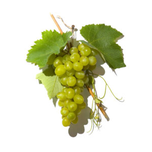 Grand Cru Grapes
