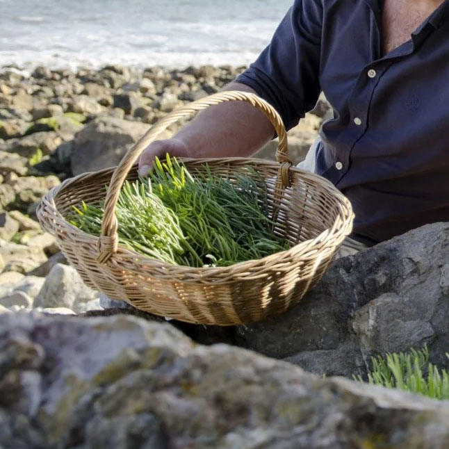 Rock Samphire being picked by Xavier Baker, Isle of Wight Distillery