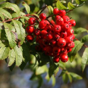 Rowan Berries