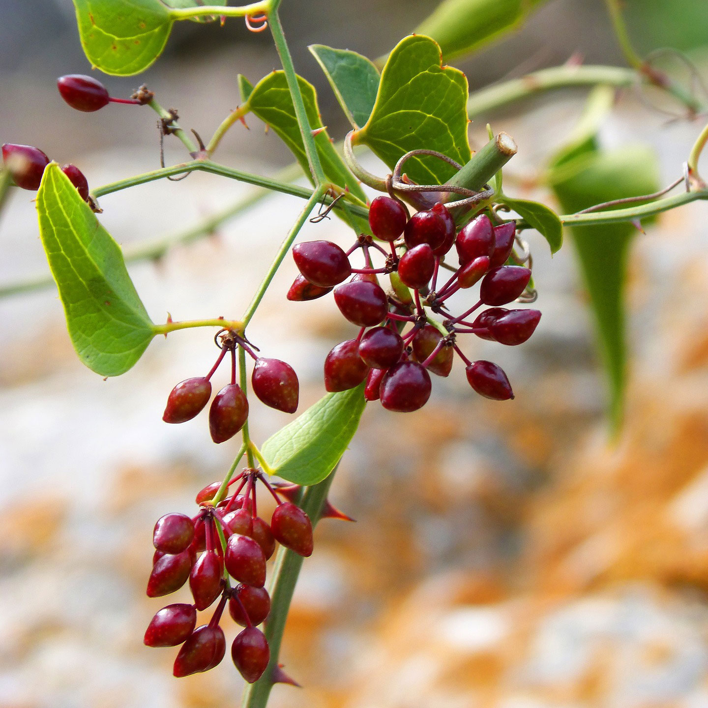 Sarsaparilla botanical - photo By makamuki0 - https://pixabay.com/en/sarsaparilla-plant-wildlife-berries-1271142/ archive copy at the Wayback Machine, CC0, https://commons.wikimedia.org/w/index.php?curid=69975770