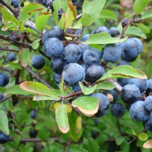 Sloes