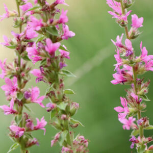 Willow herb